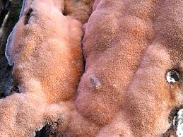 Attēlu rezultāti vaicājumam “Rhodonia placenta”