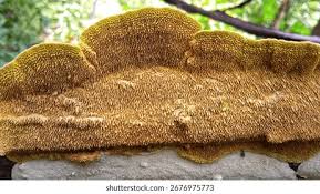 Attēlu rezultāti vaicājumam “Irpex lacteus”