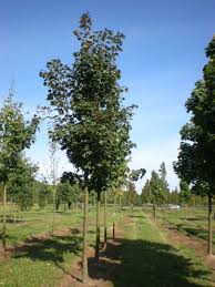 Attēlu rezultāti vaicājumam “Acer pseudoplatanus”