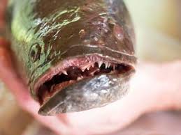 Image result for The Lancaster Fish