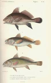 Image result for Umbrina cirrosa