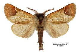 Attēlu rezultāti vaicājumam “Clostera curtula”