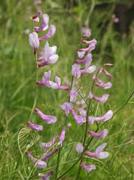 Attēlu rezultāti vaicājumam “Vicia tenuifolia flower”