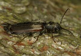 Attēlu rezultāti vaicājumam “Tetropium fuscum”