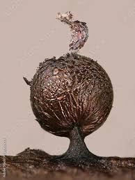 Attēlu rezultāti vaicājumam “Lamproderma elasticum”