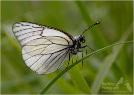 Attēlu rezultāti vaicājumam “Aporia crataegi male”