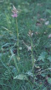 Attēlu rezultāti vaicājumam “Dactylorhiza fuchsii leaf”