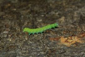 Attēlu rezultāti vaicājumam “Operophtera”