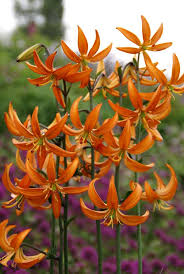 Image result for Lilium martagon `Manitoba Fox`