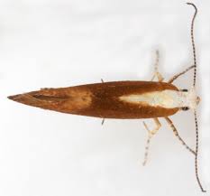 Attēlu rezultāti vaicājumam “Argyresthia albistria”