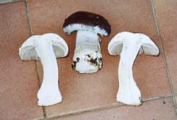 Attēlu rezultāti vaicājumam “Cortinarius praestans”