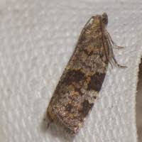 Attēlu rezultāti vaicājumam “Dichelia histrionana”