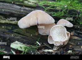 Attēlu rezultāti vaicājumam “Lentinellus ursinus”