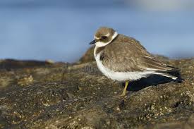 Attēlu rezultāti vaicājumam “Charadrius hiaticula adult”