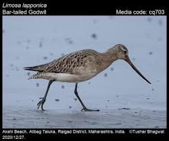 Attēlu rezultāti vaicājumam “Limosa lapponica”