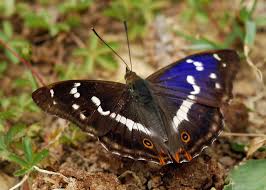 Attēlu rezultāti vaicājumam “Apatura iris”