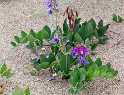 Attēlu rezultāti vaicājumam “Lathyrus japonicus subsp. maritimus flower”