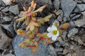 Attēlu rezultāti vaicājumam “Saxifraga tridactylites fruit”