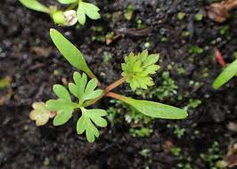 Attēlu rezultāti vaicājumam “Selinum carvifolia leaf”