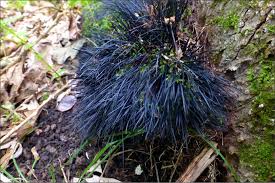 Attēlu rezultāti vaicājumam “Brefeldia maxima young”