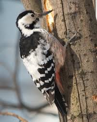 Attēlu rezultāti vaicājumam “Dendrocopos leucotos female”