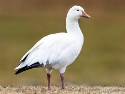 Attēlu rezultāti vaicājumam “Anser anser juvenile”