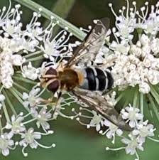 Attēlu rezultāti vaicājumam “Leucozona glaucia”