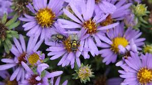 Image result for Aster