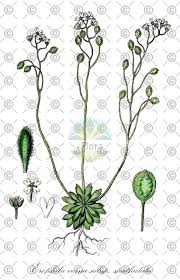 Attēlu rezultāti vaicājumam “Erophila verna”