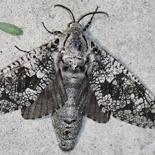 Attēlu rezultāti vaicājumam “Cossidae”