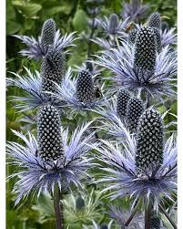 Image result for Blaudistel