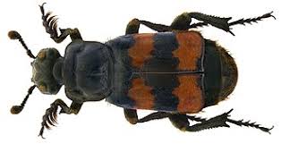 Attēlu rezultāti vaicājumam “Nicrophorus investigator”