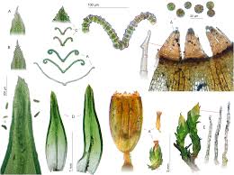 Attēlu rezultāti vaicājumam “Orthotrichum, Nyholmiella”