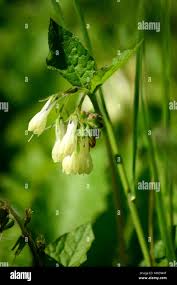 Attēlu rezultāti vaicājumam “Symphytum officinale flower”