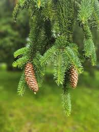 Attēlu rezultāti vaicājumam “Picea abies leaf”