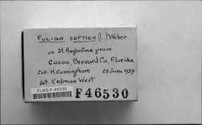 Attēlu rezultāti vaicājumam “Fuligo laevis”