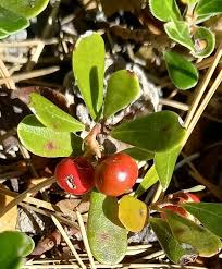 Attēlu rezultāti vaicājumam “Arctostaphylos uva-ursi fruit”