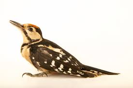 Attēlu rezultāti vaicājumam “Dendrocopos major male”