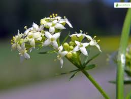 Attēlu rezultāti vaicājumam “Galium schultesii flower”