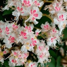Attēlu rezultāti vaicājumam “Aesculus hippocastanum flower”