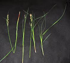 Attēlu rezultāti vaicājumam “Carex globularis”