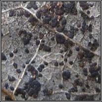 Attēlu rezultāti vaicājumam “Melampsora populnea”