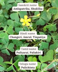 Attēlu rezultāti vaicājumam “Oxalis corniculata fruit”