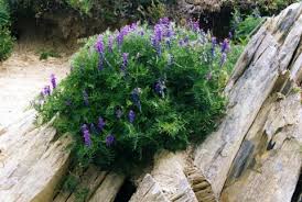 Attēlu rezultāti vaicājumam “Vicia cracca bud”