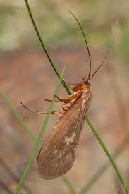 Attēlu rezultāti vaicājumam “Potamophylax”