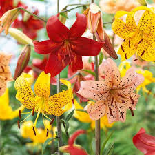 Attēlu rezultāti vaicājumam “Lilium lancifolium flower”