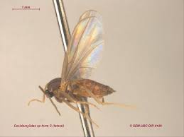 Attēlu rezultāti vaicājumam “Cecidomyiidae”