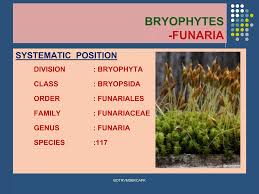 Attēlu rezultāti vaicājumam “Funariales”