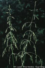 Attēlu rezultāti vaicājumam “Milium effusum leaf”