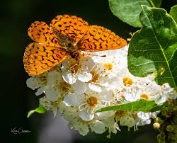 Attēlu rezultāti vaicājumam “Boloria eunomia underside”